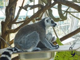 Tiergarten Schönbrunn am 20.10.2025